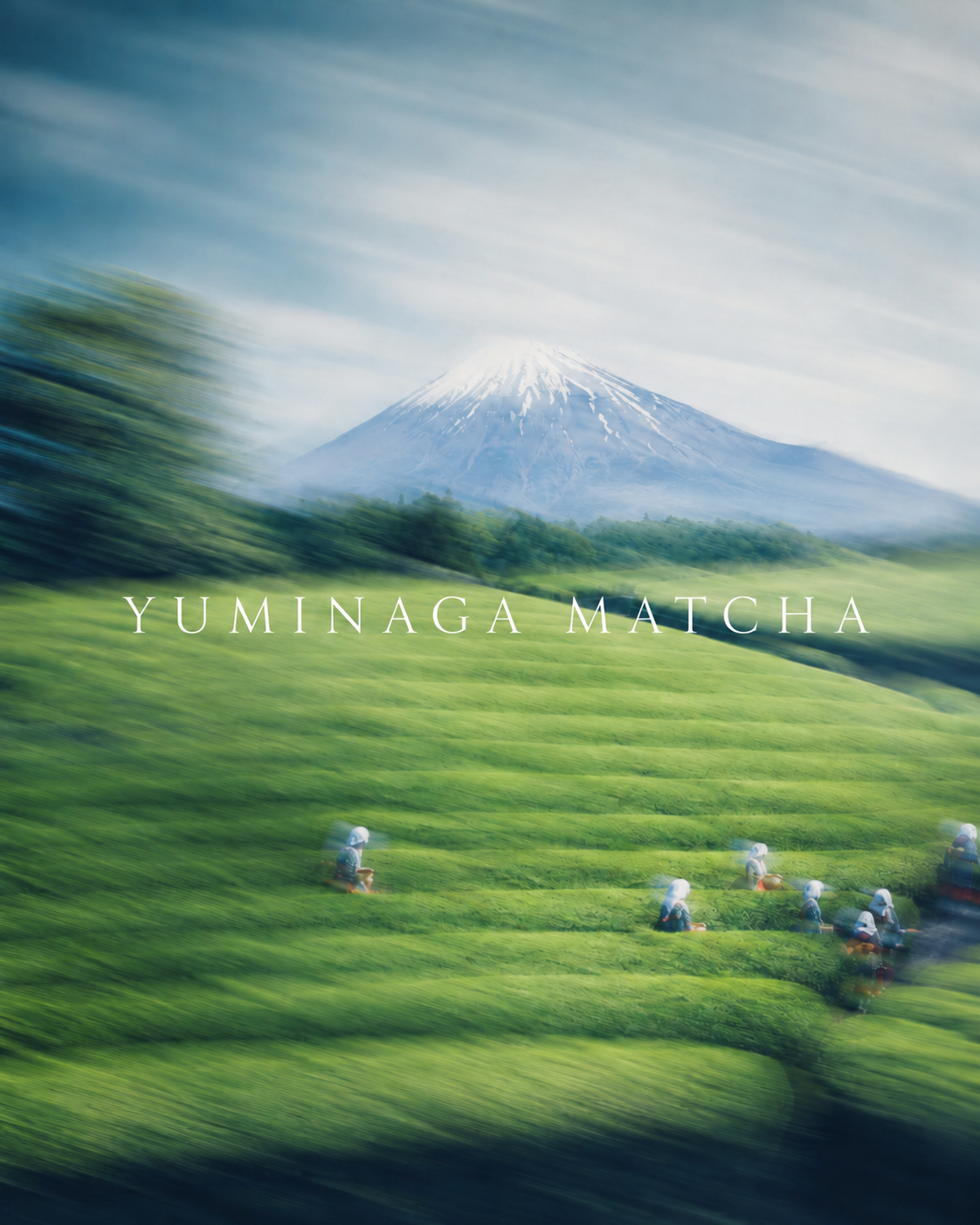 Japanese matcha growing regions
