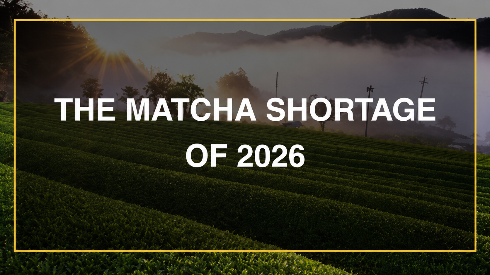 Japanese matcha supply and wholesale sourcing